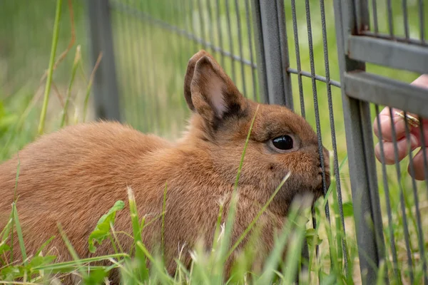 Nahaufnahme Eines Niedlichen Flauschigen Braunen Kaninchens Einem Käfig — Stockfoto