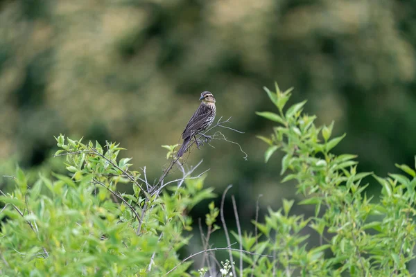 Een Close Shot Van Een Vogel Twijg — Stockfoto