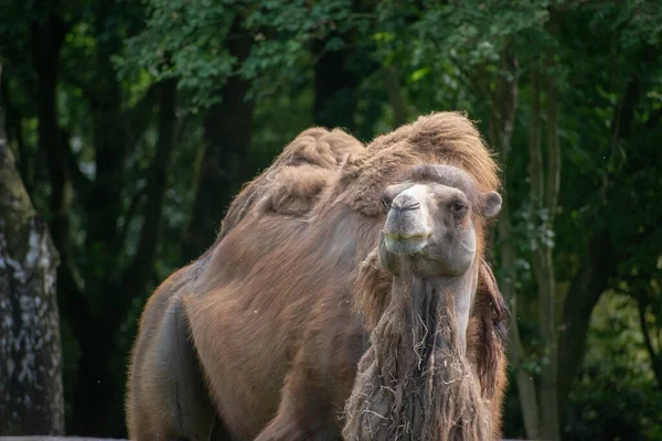 Ein Haariges Braunes Kamel Zoo — Stockfoto