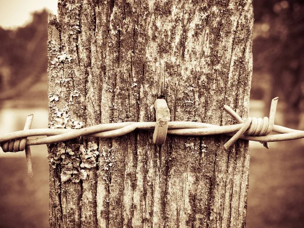 Detailní Záběr Ostnatého Drátu Dřevo — Stock fotografie