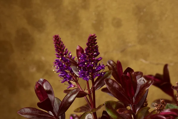 Ένα Κοντινό Πλάνο Ενός Όμορφου Μοβ Φυτού Hebe — Φωτογραφία Αρχείου