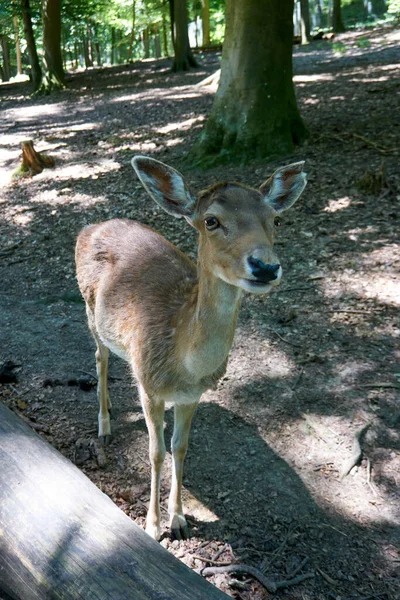 Een Schattig Damhert Rustend Dierentuin — Stockfoto