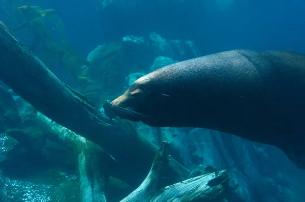 Closeup Shot Seal Sea — Stock Photo, Image