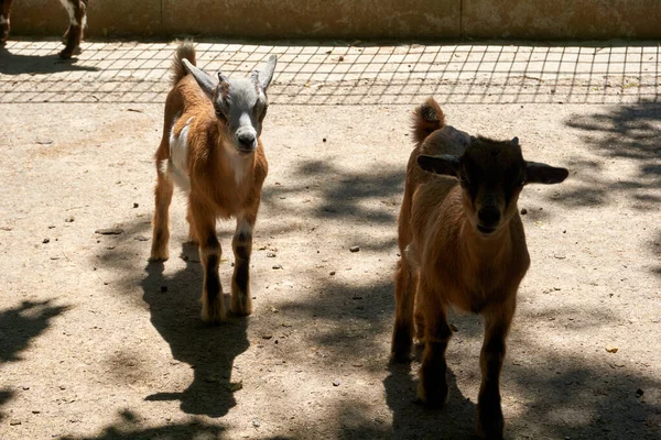 Closeup Adorable Goatlings Wandering Zoo — Stock Photo, Image