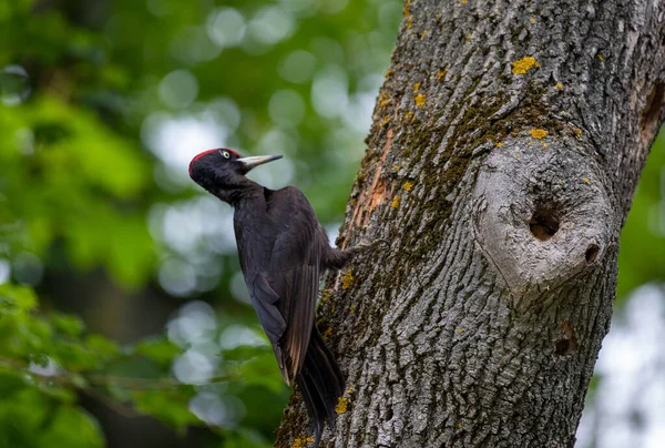 Ein Schwarzspecht Hockt Auf Einem Baum — Stockfoto