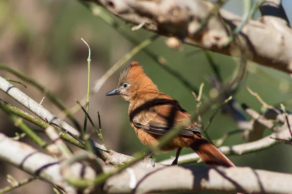 Psödoseisura Lophotes Güney Amerika Yaşayan Kuş Ağacın Dallarına Tünemiş — Stok fotoğraf