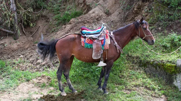 Cavallo Bruno Nel Campo — Foto Stock