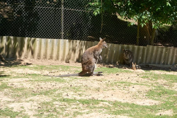 Een Eenzame Kangoeroe Rustend Buiten Dierentuin — Stockfoto