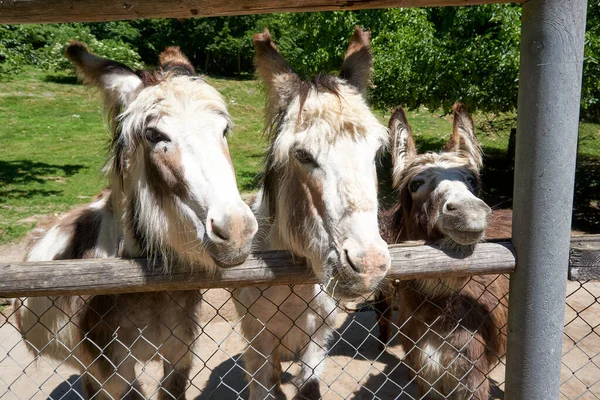 Een Close Van Nieuwsgierige Ezels Staan Bij Metalen Gaas — Stockfoto