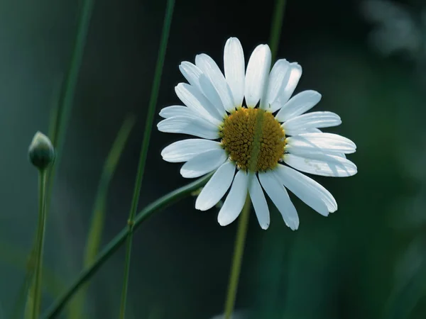 Närbild Bild Vanlig Tusensköna Blomma Med Mjuka Vita Kronblad Isolerade — Stockfoto