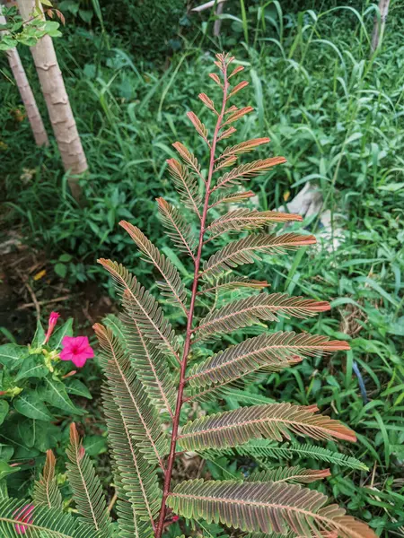 森の中のシダ植物のクローズアップ — ストック写真