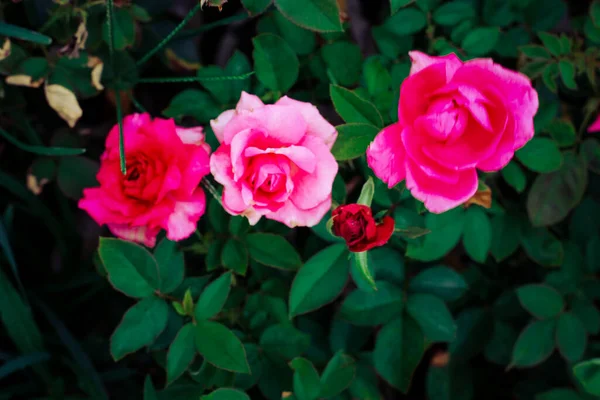 Primer Plano Hermosas Rosas Rosadas Creciendo Jardín —  Fotos de Stock