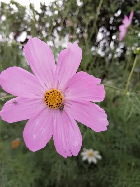 Tarlada Açan Pembe Bir Kozmos Çiçeği — Stok fotoğraf