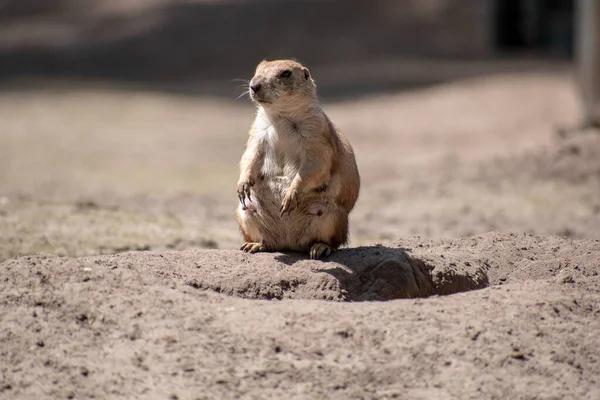 Adorabile Scoiattolo Artico Seduto Tumulo Sotto Luce Del Sole — Foto Stock