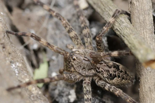 떨어져 거미에게 과마른 가지들 선별적으로 집중시키는 — 스톡 사진