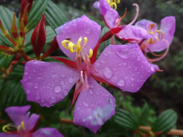 Primer Plano Una Floración Húmeda Flores Epilobium Roseum Montaña Roraima —  Fotos de Stock