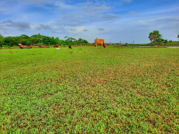 Cows Grazing Grassy Field Cloudy Sky — Stock Photo, Image