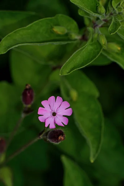 Uma Bela Flor Rosa Delicada Com Fundo Verde Desfocado — Fotografia de Stock