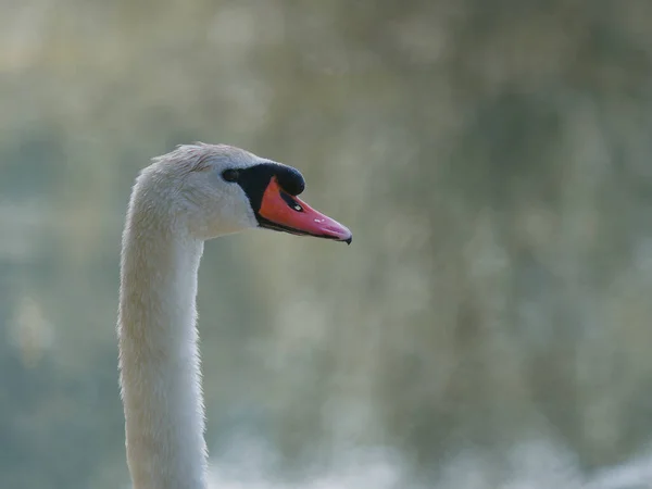 背景がぼやけている湖畔に白い白鳥の大人の選択的な焦点 — ストック写真