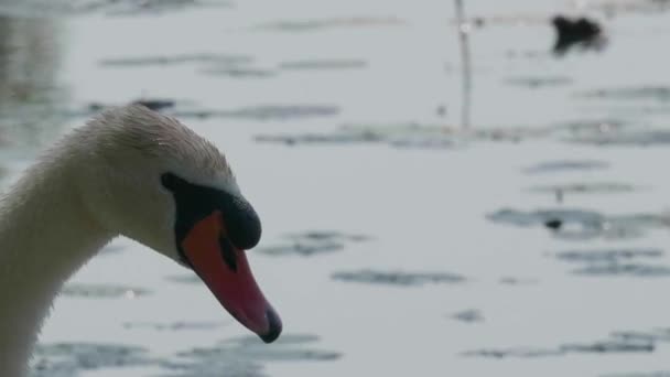Красивые Белые Лебеди Купающиеся Поверхности Озера Летний День — стоковое видео