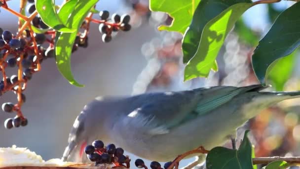 Niedlicher Vogel Sitzt Sommertag Auf Einem Zweig Mit Beeren — Stockvideo