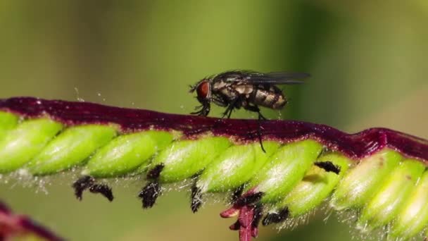 Een Close Opname Van Een Huisvlieg Een Plant Geïsoleerd Groene — Stockvideo