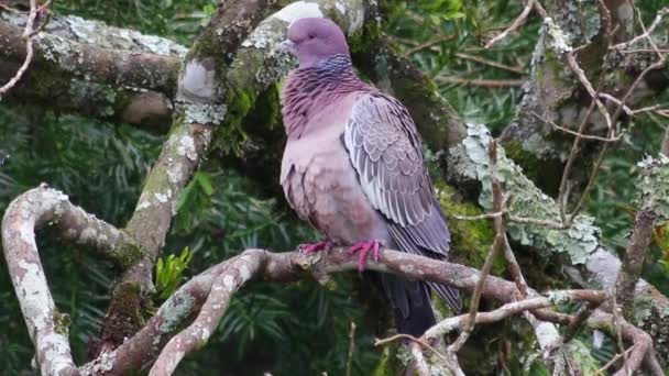Une Prise Vue Joli Picazuro Pigeon Rose Perché Sur Arbre — Video