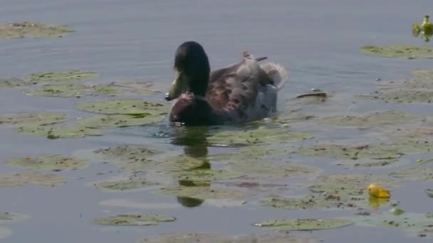 Hermoso Pato Nadando Superficie Del Agua Del Lago Día Verano — Vídeos de Stock