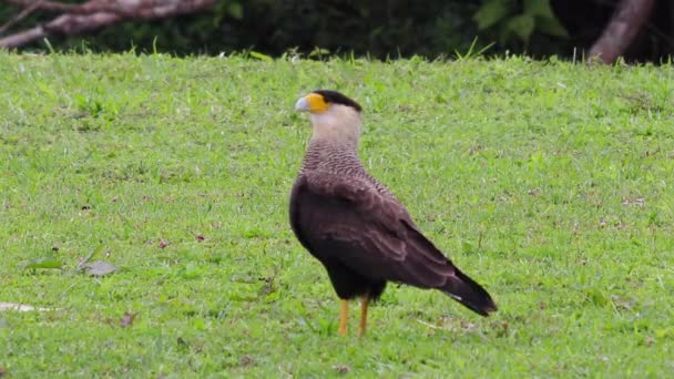 Sebuah Shot Dari Burung Caracara Selatan Coklat Berjalan Atas Rumput — Stok Video