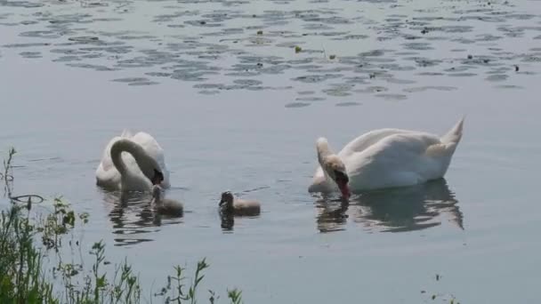 Belos Cisnes Brancos Com Filhotes Nadando Superfície Água Lago Dia — Vídeo de Stock