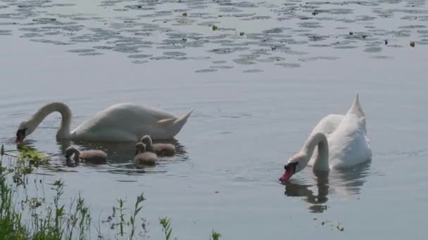 Beautiful White Swans Cubs Swimming Lake Water Surface Summer Day — Stock Video