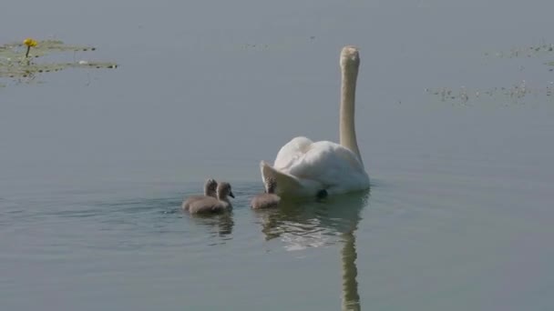 Piękny Biały Łabędź Młode Pływanie Powierzchni Jeziora Wody Letni Dzień — Wideo stockowe