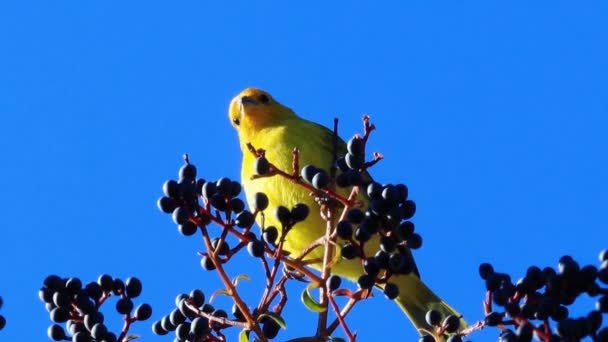 Cute Bird Sitting Branch Berries Summer Day — Stock Video