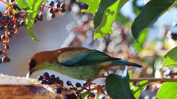 Cute Bird Sitting Branch Berries Summer Day — Stock Video