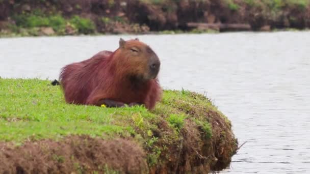 湖によって芝生の上で噛むと休んでCapybara巨大な洞窟のげっ歯類のHdショット — ストック動画
