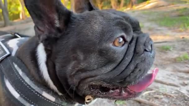 Primer Plano Bulldog Francés Negro Respirando Fuerte Después Jugar Parque — Vídeo de stock