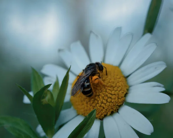 Una Macro Toma Una Abeja Recolectando Néctar Una Cabeza Flor — Foto de Stock