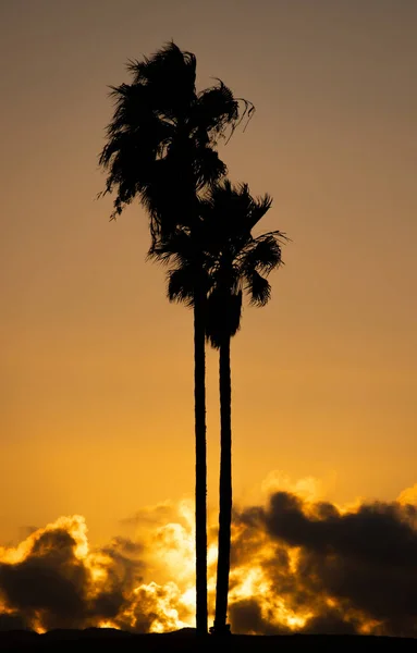 美しいオレンジ色の夕日の空に対するヤシの木 — ストック写真