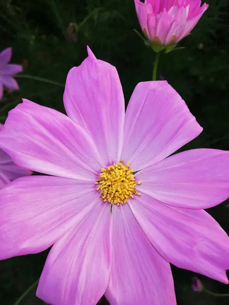 Tarlada Açan Pembe Bir Kozmos Çiçeği — Stok fotoğraf