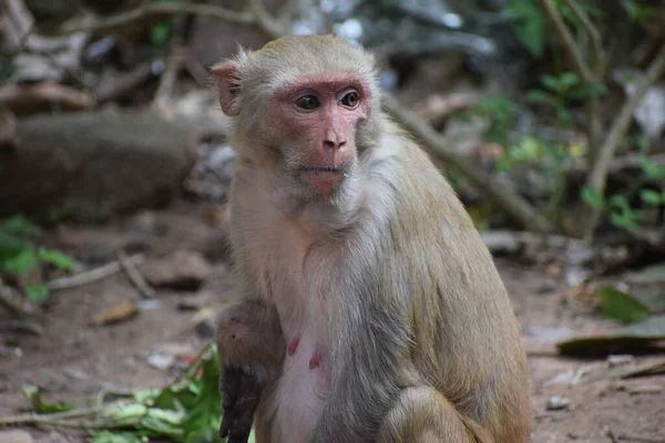 屋外の猿の浅い焦点 — ストック写真