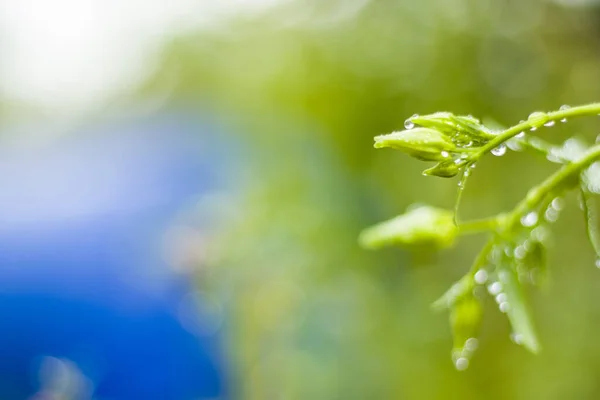 식물에 빗방울의 — 스톡 사진