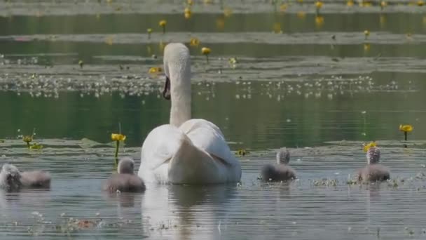 美丽的白天鹅带着幼崽在湖面上游动 — 图库视频影像
