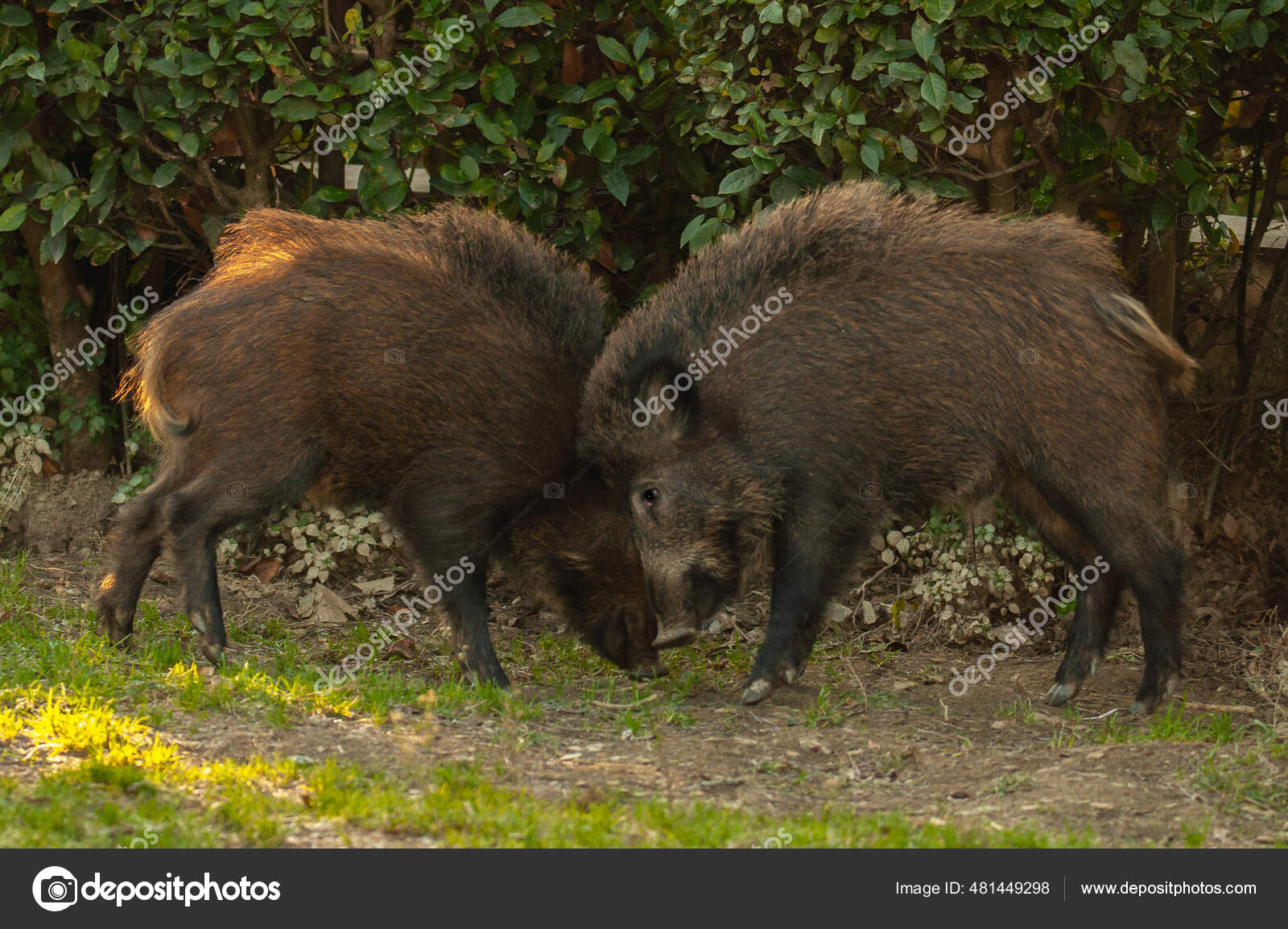 Два Кабана Sus Scrofa Сражаются Природе Стоковое Фото ©Wirestock.