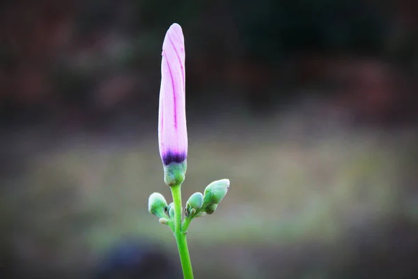 Kapalı Bir Çiçeğin Seçici Odağı — Stok fotoğraf