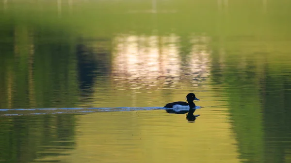 Büschelente Aythya Fuligula Schwimmt Hintersee Bayern — Stockfoto