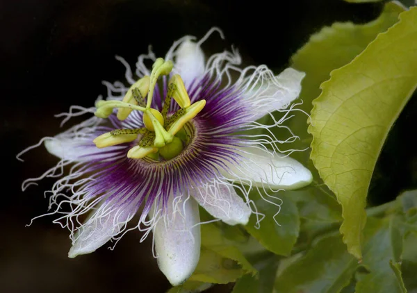 Красива Фіолетова Квітка Пристрасті Саду — стокове фото