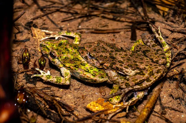 Dos Ranas Perejil Comunes Pelodytes Punctatus Apareamiento Copulando Amplexus Agua — Foto de Stock