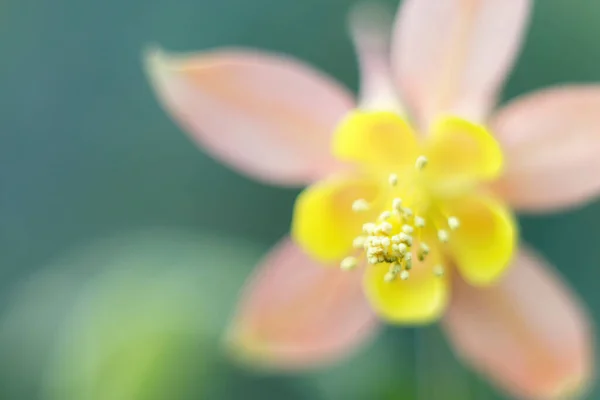 Una Hermosa Flor Columbina Aquilegia Jardín —  Fotos de Stock