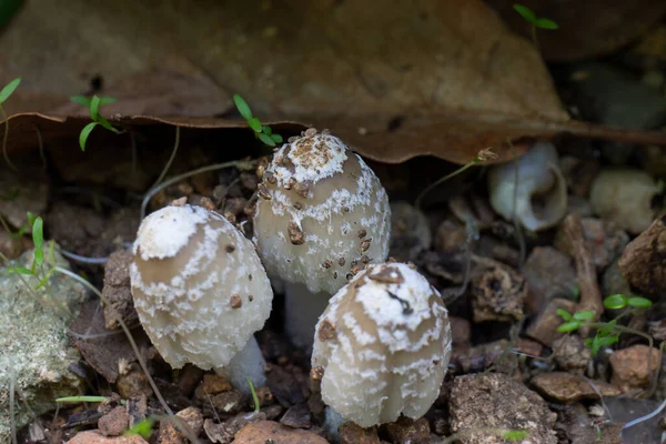 Closeup Edible White Dung Mushrooms — Stock Photo, Image