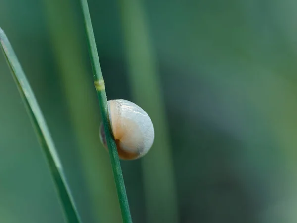 蜗牛睡在绿色背景下孤立的草茎上的宏观画面 — 图库照片